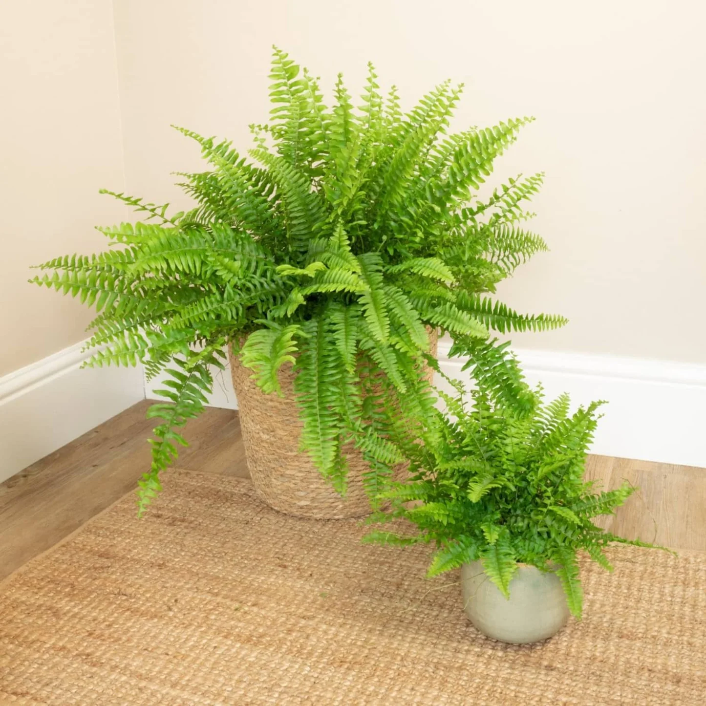 Boston Fern