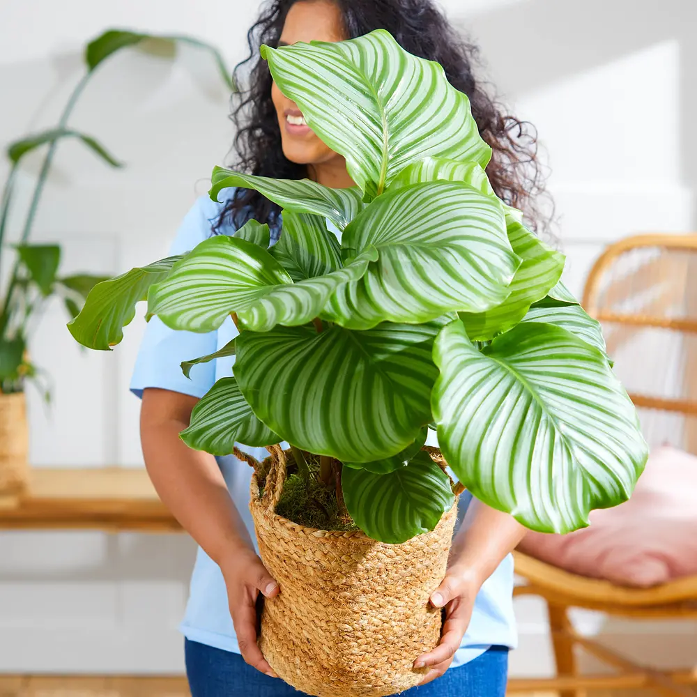 Calathea Plant